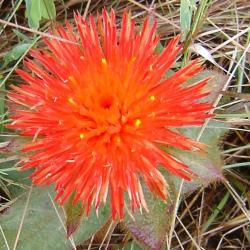 Gomphrena officinalis