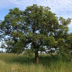 Stryphnodendron adstringens