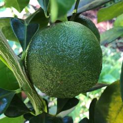Citrus aurantium