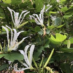 Bauhinia forficata 