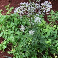 Valeriana officinalis