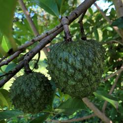 Annona muricata