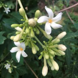 Carica papaya