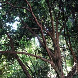 Cinnamomum verum