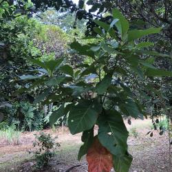 Cinchona officinalis