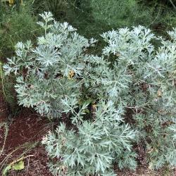 Artemisia absinthium