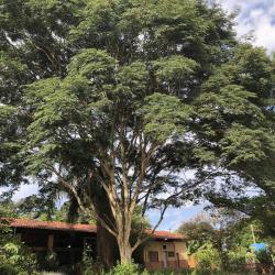 Caesalpinia ferrea