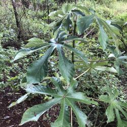 Cecropia pachystachya