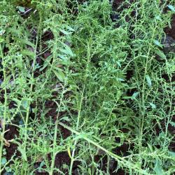 Chenopodium ambrosioides