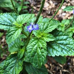 Stachytarpheta cayennensis