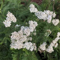 Achillea millefolium