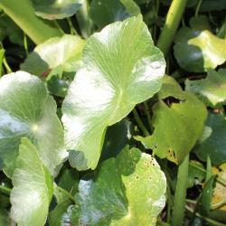 Hydrocotyle umbellata