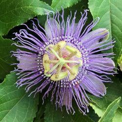 Passiflora incarnata