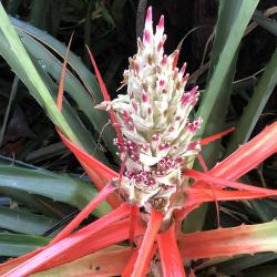 Bromelia antiacantha