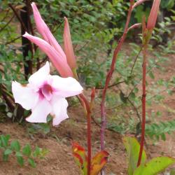 Mandevilla velutina