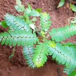 Phyllanthus niruri