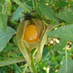 Physalis angulata