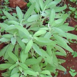 Salvia officinalis