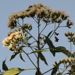 Vernonia condensata