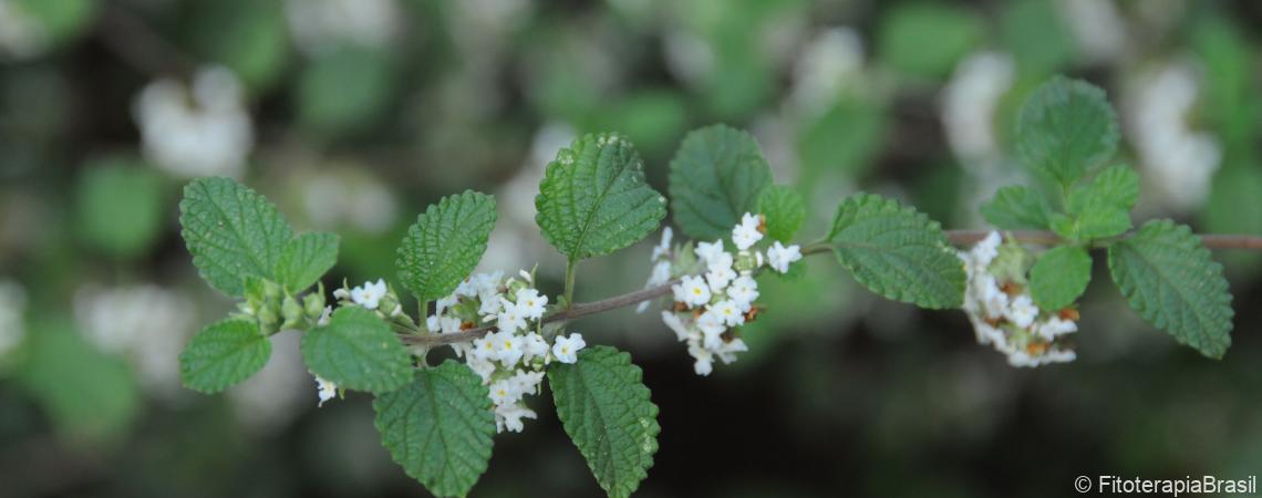 Lippia origanoides