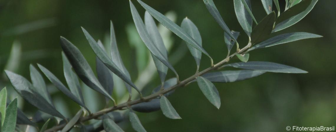 Olea europaea