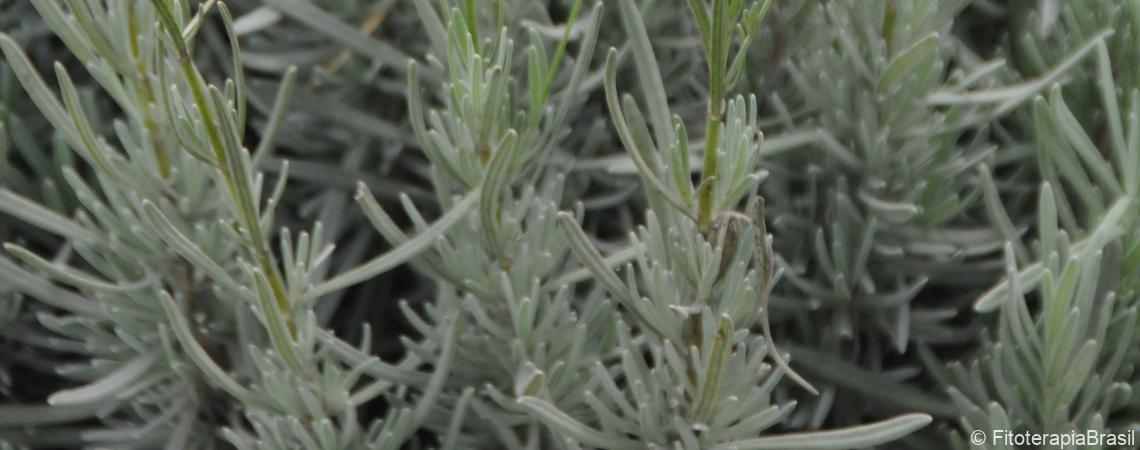 Lavandula angustifolia