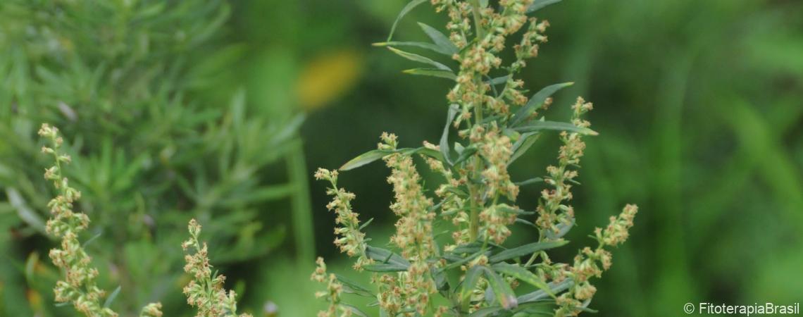 Artemisia vulgaris