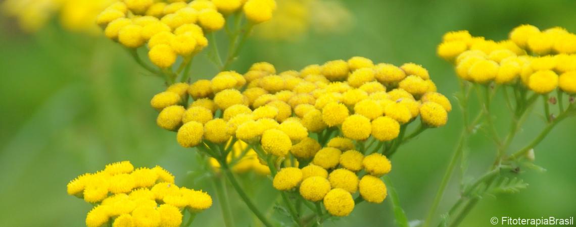 Tanacetum vulgare