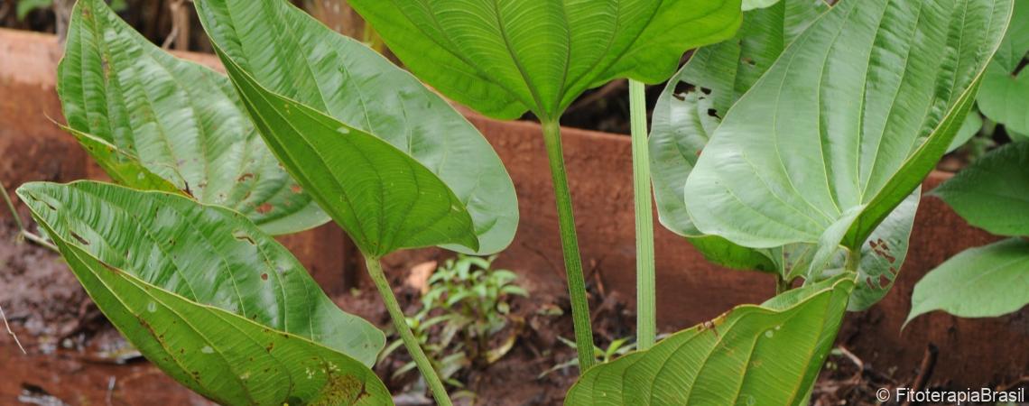 Echinodorus grandiflorus