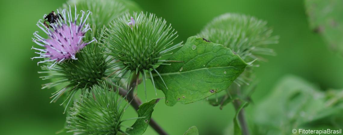 Arctium lappa