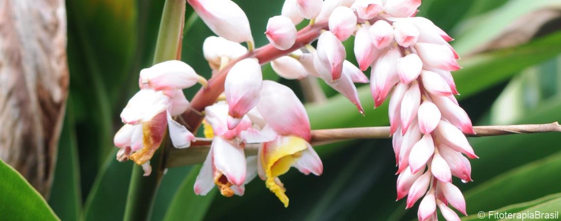 Alpinia speciosa