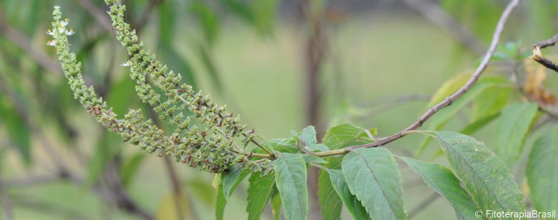 Ocimum gratissimum