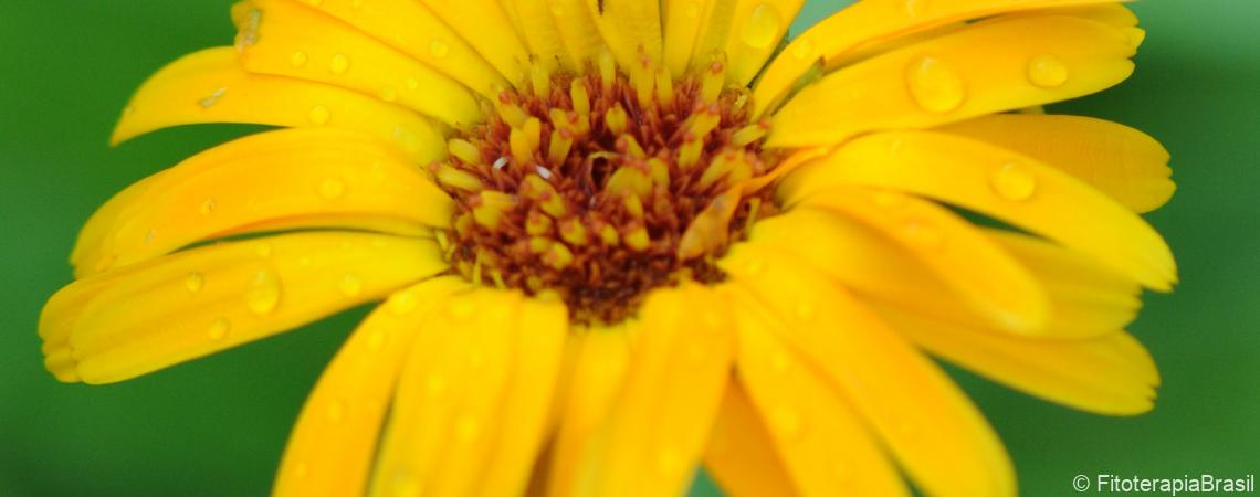 Calendula officinalis