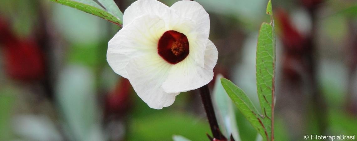 Hibiscus sabdariffa