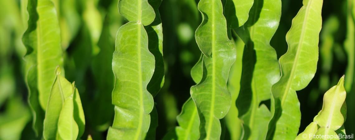 Baccharis trimera