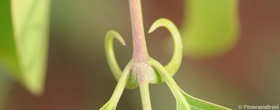 Uncaria guianensis