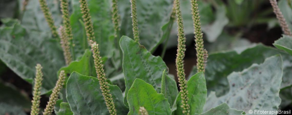 Plantago major