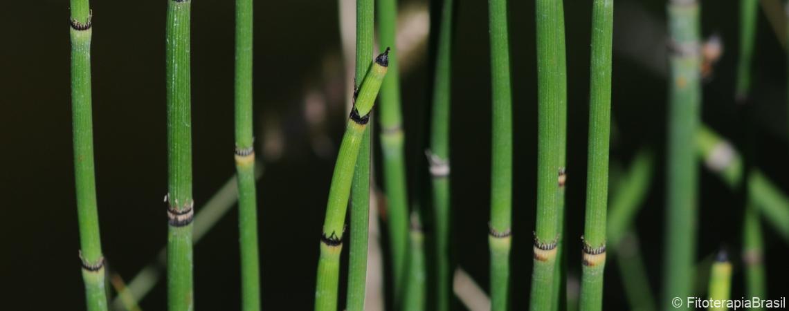 Equisetum hyemale