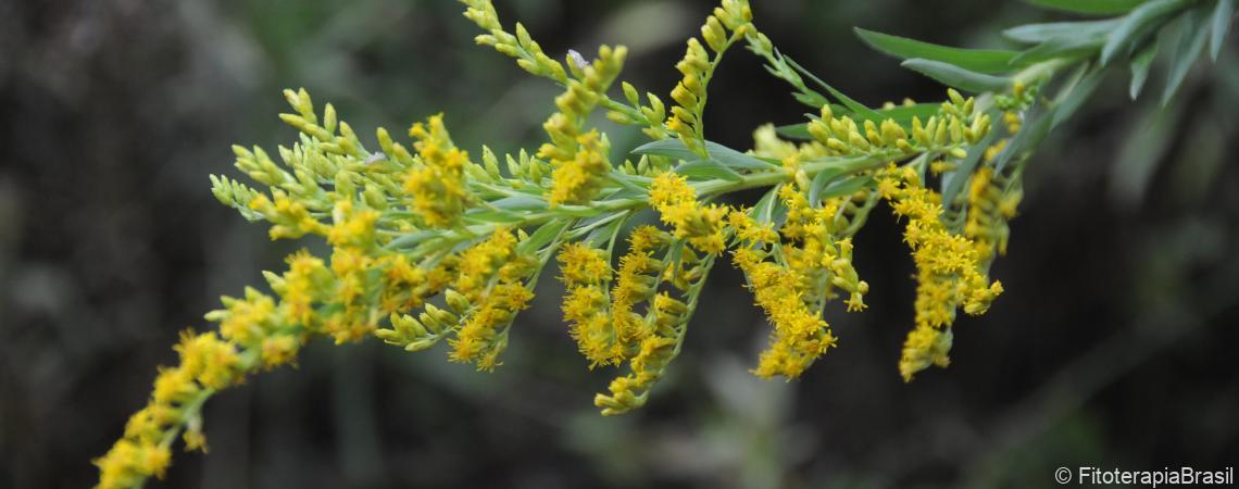 Solidago microglossa