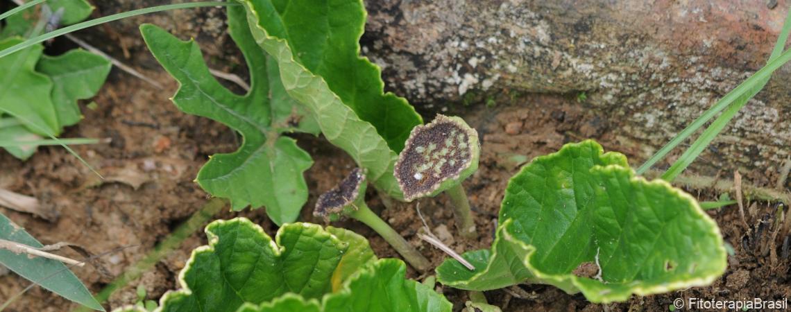 Dorstenia brasiliensis