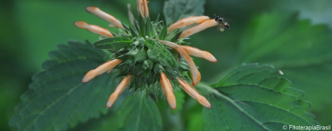 Leonotis nepetifolia