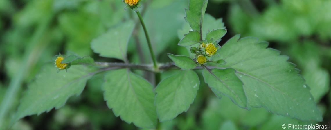 Bidens pilosa