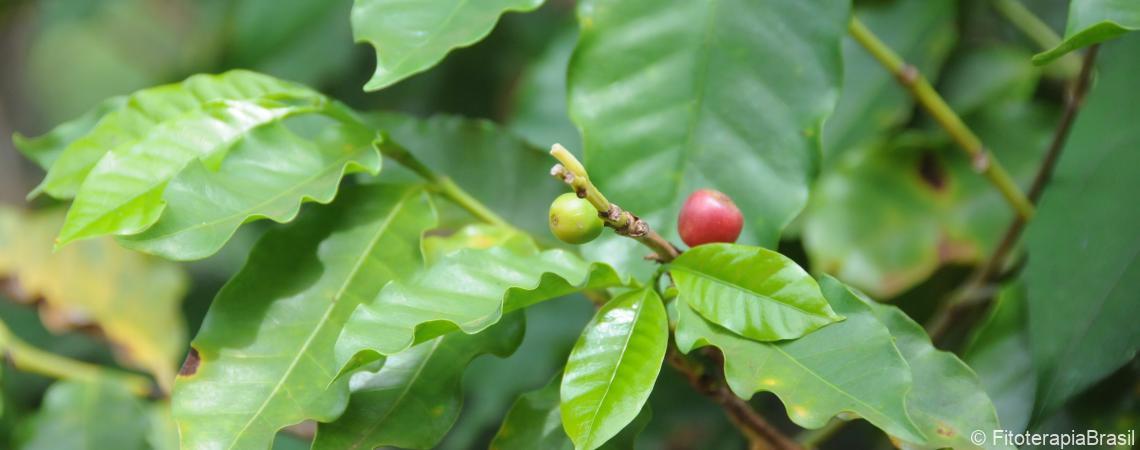 Coffea arabica