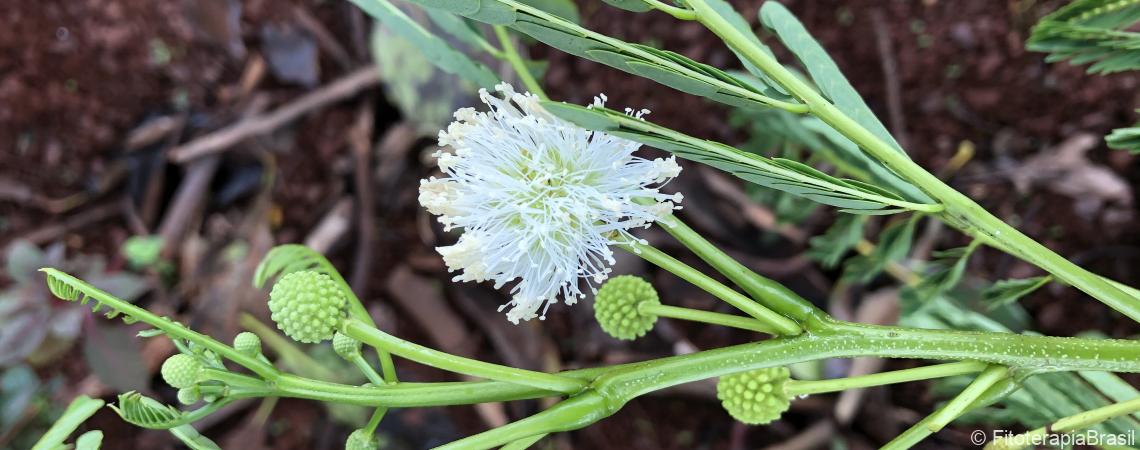 Anadenanthera colubrina