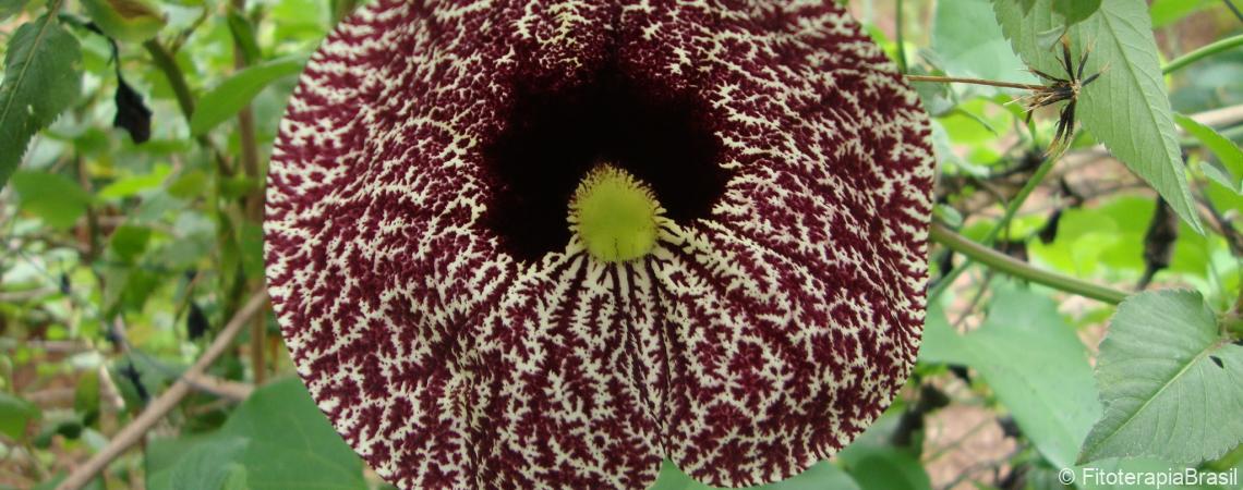 Aristolochia brasiliensis