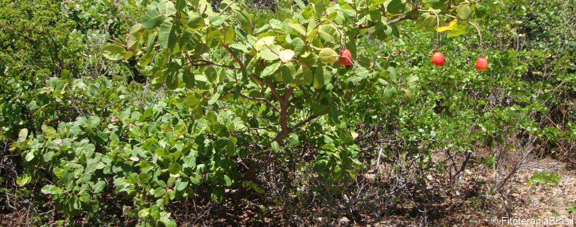 Anacardium occidentale