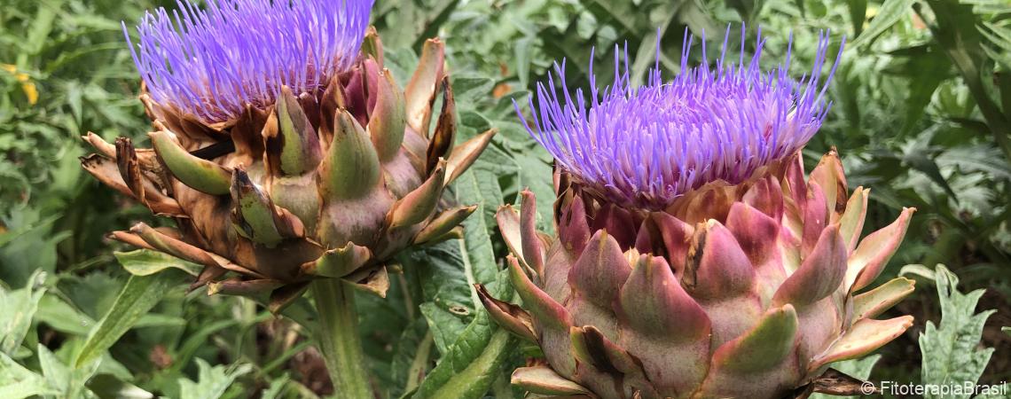 Cynara cardunculus