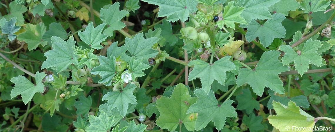 Malva sylvestris