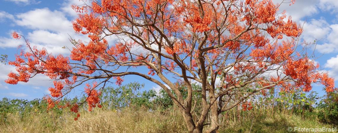 Erythrina mulungu