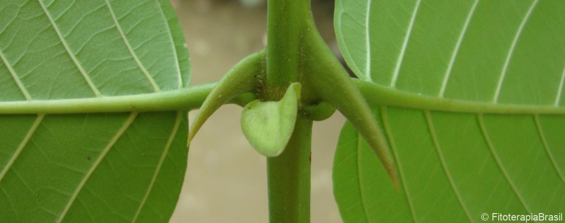 Uncaria tomentosa 
